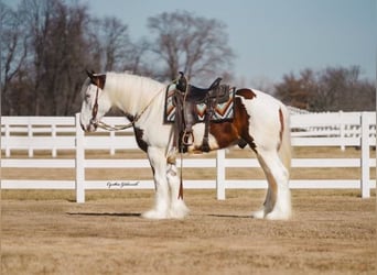 Shire / Shire Horse, Castrone, 5 Anni, 168 cm, Tobiano-tutti i colori