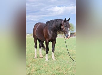 Shire / Shire Horse Mix, Castrone, 6 Anni, 163 cm, Morello