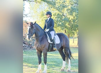 Shire / Shire Horse Mix, Castrone, 6 Anni, 163 cm, Morello