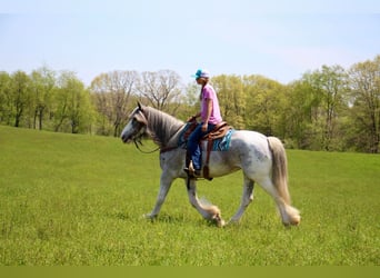 Shire / Shire Horse, Giumenta, 10 Anni, 168 cm, Sabino