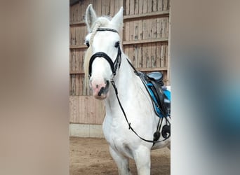 Shire / Shire Horse, Giumenta, 10 Anni, 175 cm, Grigio