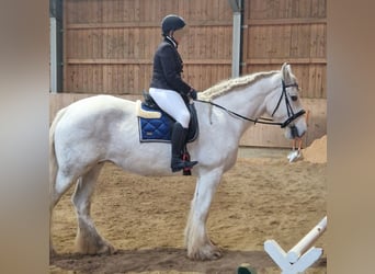 Shire / Shire Horse, Giumenta, 10 Anni, 175 cm, Grigio