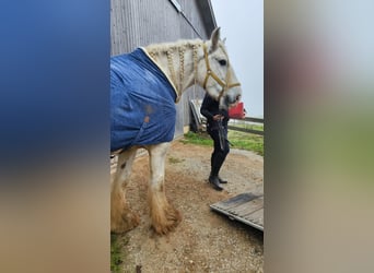 Shire / Shire Horse, Giumenta, 10 Anni, 175 cm, Grigio