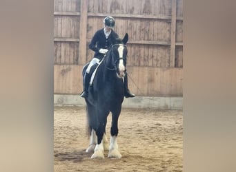 Shire / Shire Horse, Giumenta, 10 Anni, 191 cm, Morello