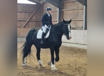 Shire / Shire Horse, Giumenta, 10 Anni, 191 cm, Morello