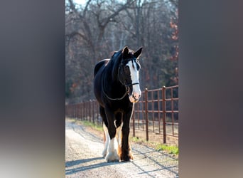 Shire / Shire Horse, Giumenta, 11 Anni, 173 cm, Morello