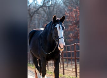 Shire / Shire Horse, Giumenta, 11 Anni, 173 cm, Morello