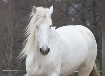 Shire / Shire Horse, Giumenta, 11 Anni, 180 cm, Grigio