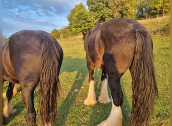 Shire / Shire Horse, Giumenta, 17 Anni, 183 cm, Baio scuro