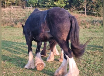 Shire / Shire Horse, Giumenta, 17 Anni, 183 cm, Baio scuro