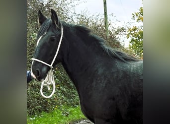 Shire / Shire Horse, Giumenta, 1 Anno