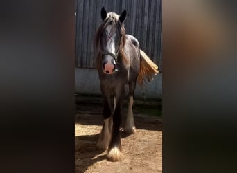 Shire / Shire Horse, Giumenta, 2 Anni, 170 cm, Può diventare grigio