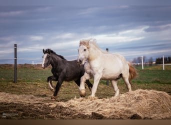 Shire / Shire Horse, Giumenta, 2 Anni, 170 cm, Può diventare grigio