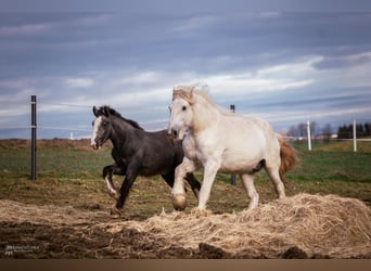 Shire / Shire Horse, Giumenta, 2 Anni, 175 cm, Grigio pezzato