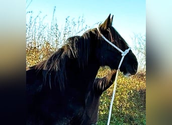 Shire / Shire Horse, Giumenta, 2 Anni