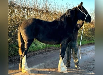 Shire / Shire Horse, Giumenta, 2 Anni