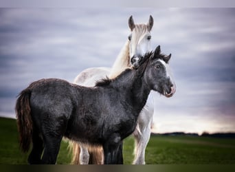 Shire / Shire Horse, Giumenta, 3 Anni, 170 cm, Può diventare grigio