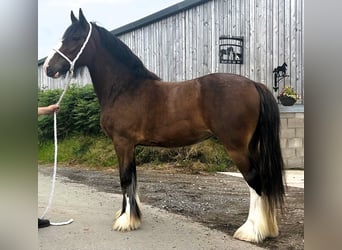 Shire / Shire Horse, Giumenta, 3 Anni