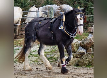 Shire / Shire Horse, Giumenta, 4 Anni, Grigio