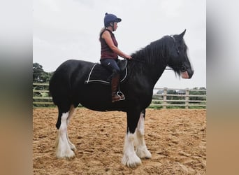 Shire / Shire Horse, Giumenta, 6 Anni, Morello