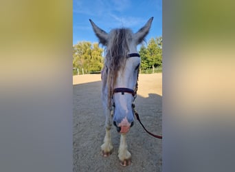 Shire / Shire Horse, Giumenta, 7 Anni, 173 cm, Grigio