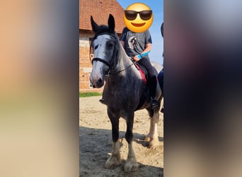 Shire / Shire Horse, Giumenta, 8 Anni, 175 cm, Baio roano