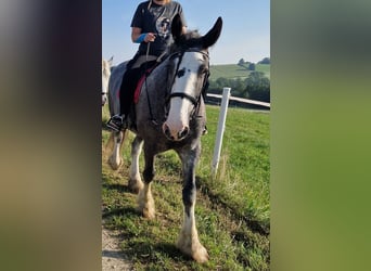 Shire / Shire Horse, Giumenta, 8 Anni, 175 cm, Baio roano