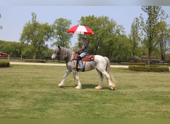 Shire / Shire Horse, Giumenta, 9 Anni, 168 cm, Sabino