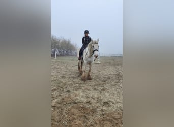 Shire / Shire Horse, Giumenta, 9 Anni, 175 cm, Grigio