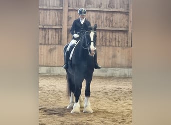 Shire / Shire Horse, Giumenta, 9 Anni, 191 cm, Morello