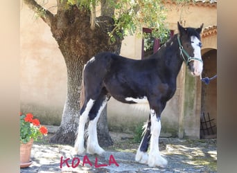 Shire / Shire Horse, Giumenta, Puledri (03/2024), 140 cm, Morello