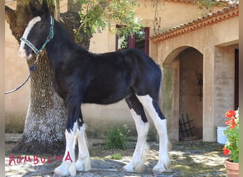 Shire / Shire Horse, Giumenta, Puledri (04/2024)