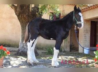 Shire / Shire Horse, Giumenta, Puledri (04/2024)