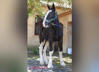 Shire / Shire Horse, Giumenta, Puledri (04/2024)