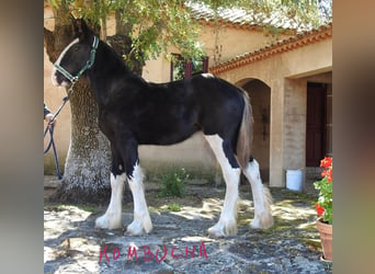 Shire / Shire Horse, Giumenta, Puledri (04/2024)