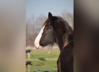 Shire / Shire Horse, Stallone, 1 Anno, 185 cm, Morello