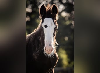 Shire / Shire Horse, Stallone, 1 Anno, 185 cm, Morello