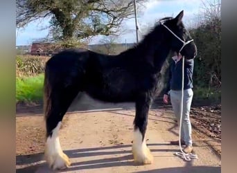 Shire / Shire Horse, Stallone, 1 Anno