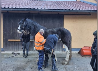 Shire / Shire Horse Mix, Stallone, 5 Anni, 180 cm, Baio