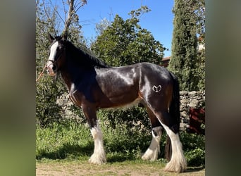 Shire / Shire Horse, Stallone, 6 Anni, 187 cm, Baio