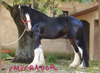 Shire / Shire Horse, Stallone, 6 Anni, 187 cm, Baio