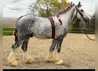 Shire / Shire Horse, Stallone, 6 Anni, 188 cm, Grigio