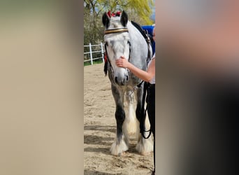 Shire / Shire Horse, Stallone, 6 Anni, 188 cm, Grigio