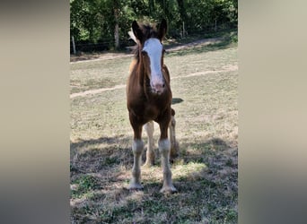 Shire / Shire Horse, Stallone, Puledri
 (05/2024), 180 cm, Baio ciliegia