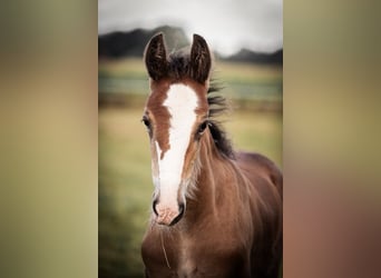 Shire / Shire Horse, Stallone, Puledri
 (06/2024), 180 cm