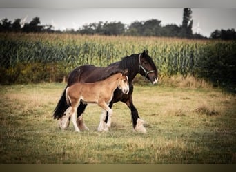 Shire / Shire Horse, Stallone, Puledri
 (06/2024), 180 cm