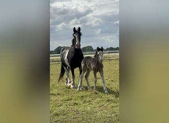 Shire / Shire Horse, Stallone, Puledri
 (05/2024), 180 cm, Morello