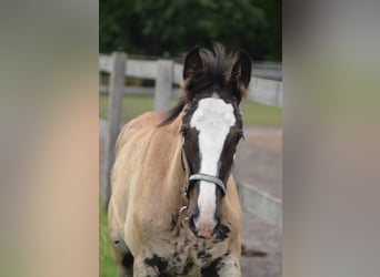 Shire / Shire Horse, Stallone, Puledri
 (04/2023), 180 cm, Morello