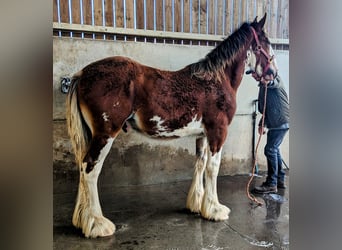 Shire / Shire Horse, Stallone, Puledri
 (01/2024), 185 cm, Baio ciliegia