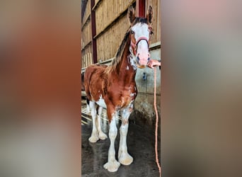 Shire / Shire Horse, Stallone, Puledri
 (01/2024), 185 cm, Baio ciliegia